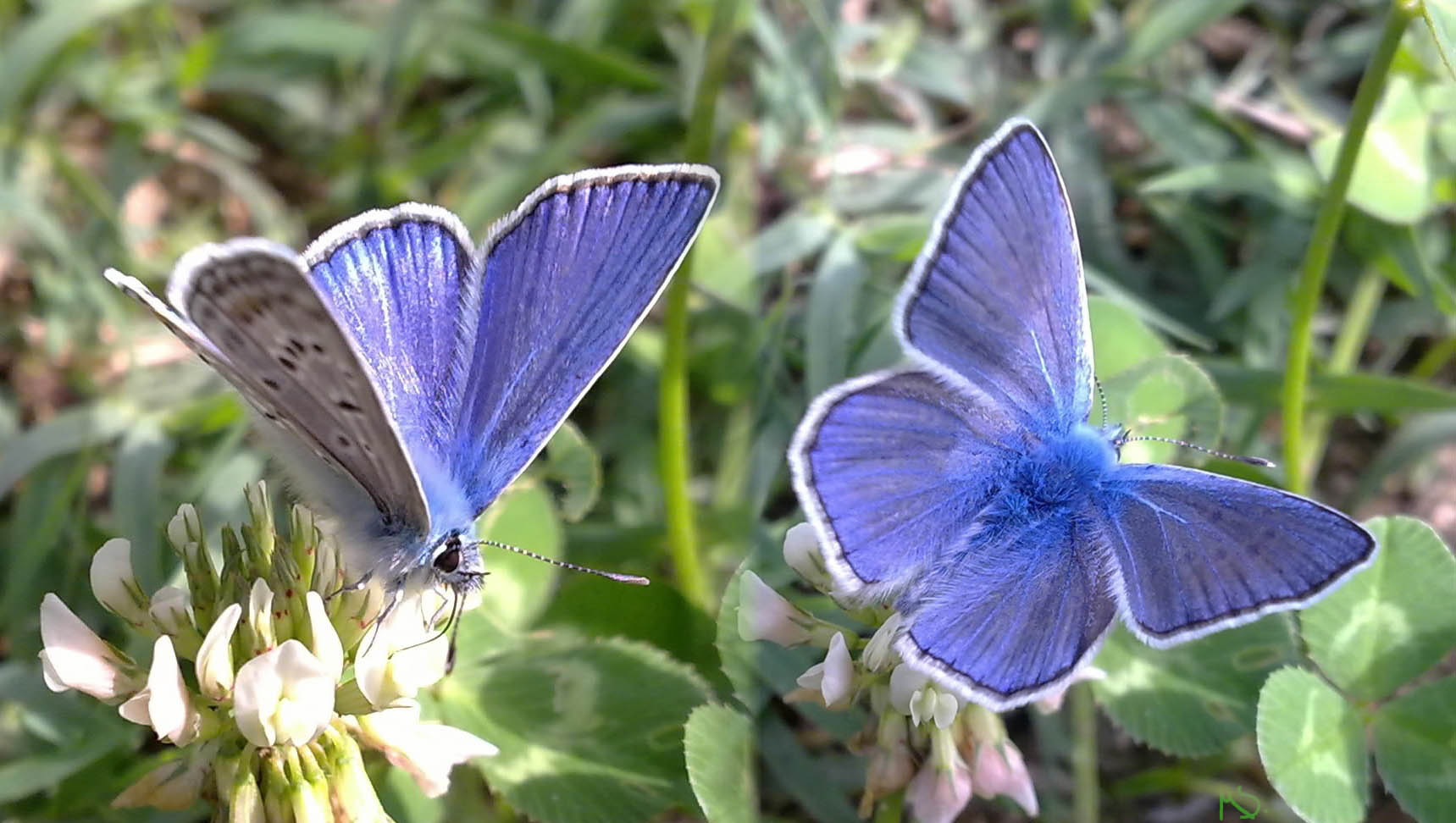 Lycaenidae da identificare